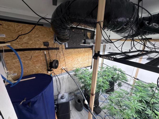 Super Bud Greenhouse. Week 1