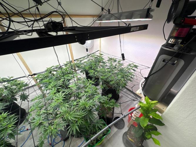 Super Bud Greenhouse. Week 1