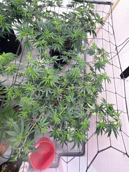 Super Bud Greenhouse. Week 1