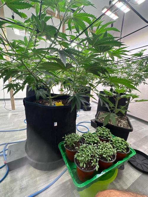 Super Bud Greenhouse. Week 1