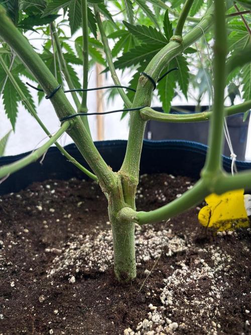 Super Bud Greenhouse. Week 1