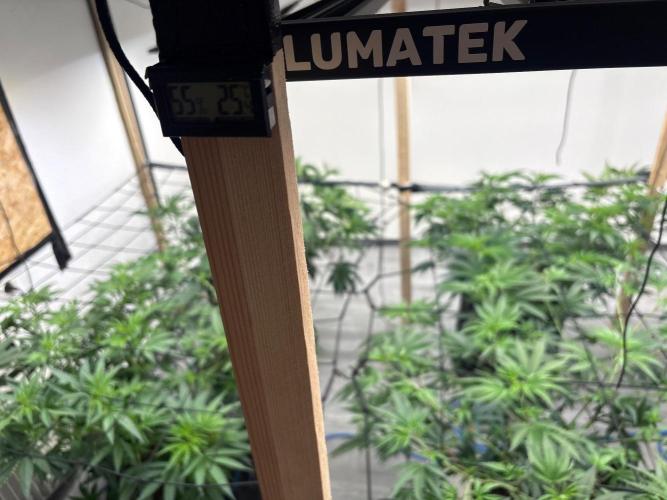 Super Bud Greenhouse. Week 1