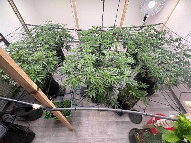 Super Bud Greenhouse. Week 1