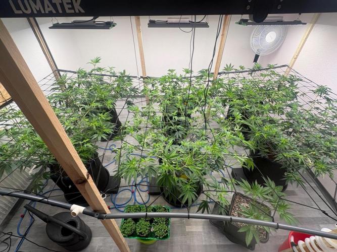 Super Bud Greenhouse. Week 1