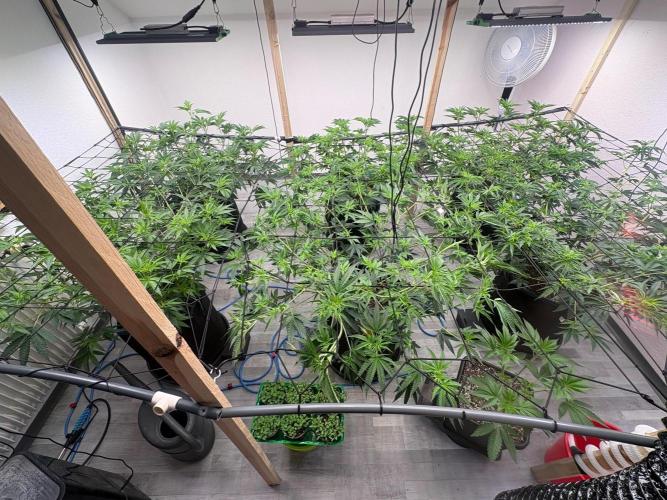 Super Bud Greenhouse. Week 1