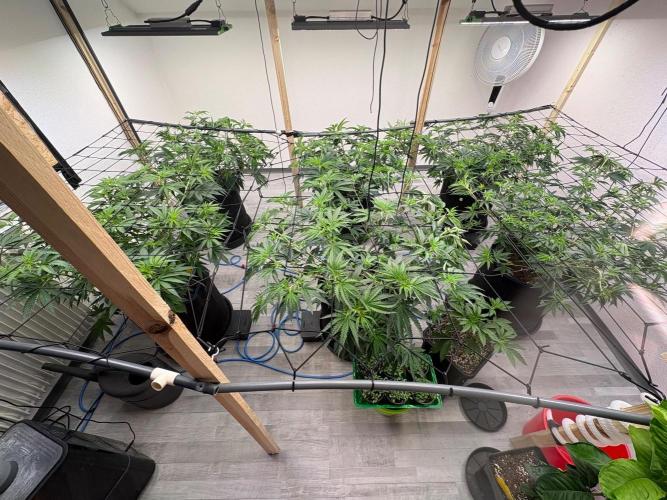 Super Bud Greenhouse Seeds. Week 9