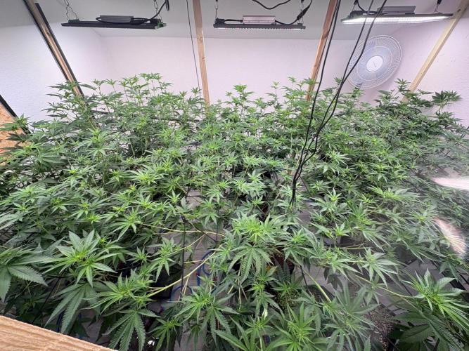 Super Bud Greenhouse Seeds. Week 9