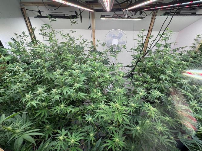 Super Bud Greenhouse Seeds. Week 1