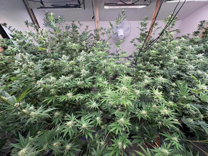 Super Bud Greenhouse Seeds. Week 1
