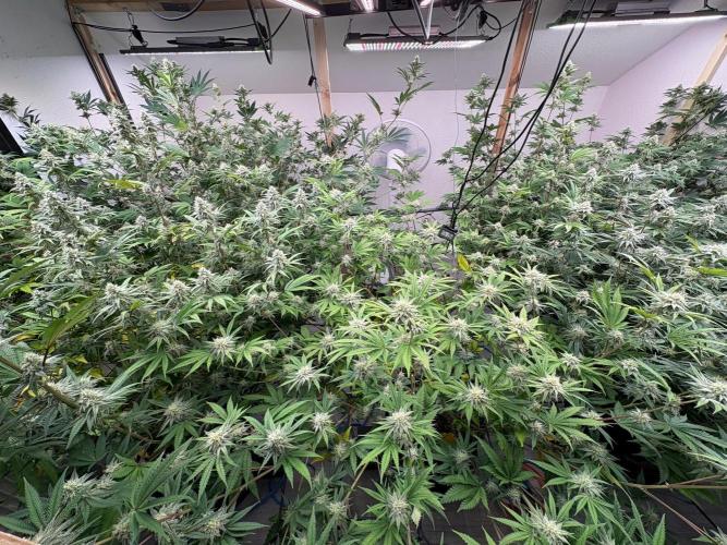 Super Bud Greenhouse Seeds. Week 1