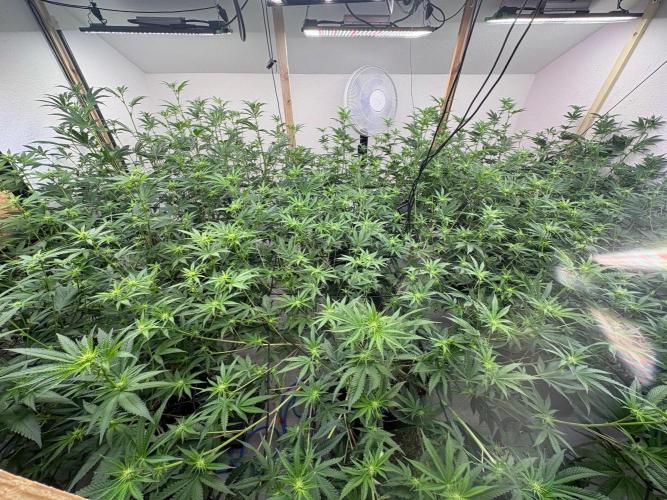 Super Bud Greenhouse Seeds. Week 1