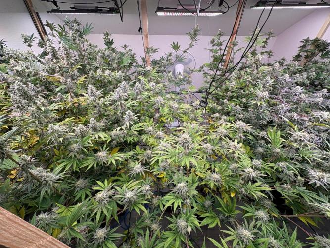 Super Bud Greenhouse Seeds. Week 1