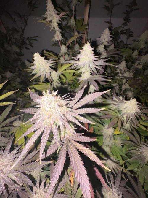 Super Bud Greenhouse Seeds. Week 1