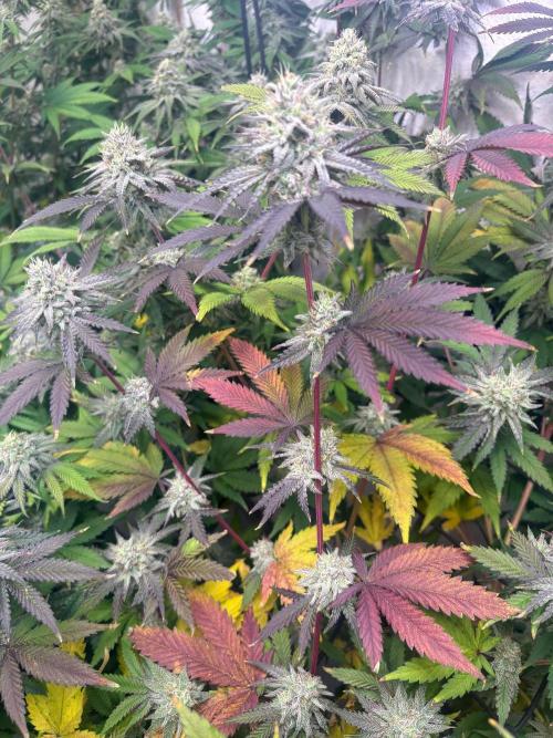 Super Bud Greenhouse Seeds. Week 1