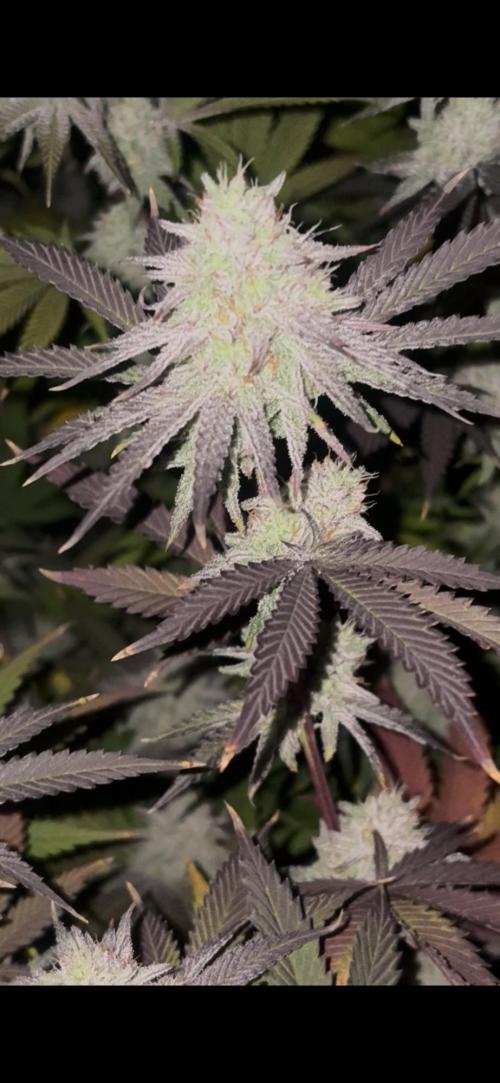 Super Bud Greenhouse Seeds. Week 1