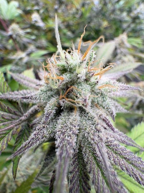 Super Bud Greenhouse Seeds. Week 1