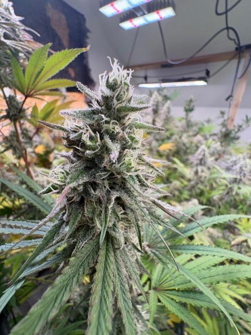Super Bud Greenhouse Seeds. Week 1