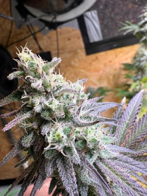 Super Bud Greenhouse Seeds. Week 1