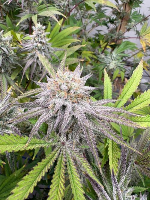 Super Bud Greenhouse Seeds. Week 1