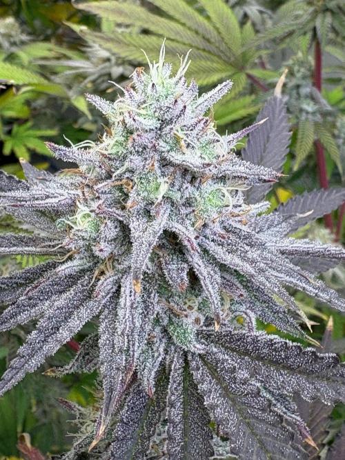 Super Bud Greenhouse Seeds. Week 1