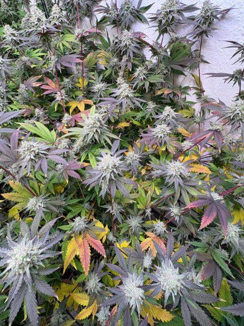 Super Bud Greenhouse Seeds. Week 1