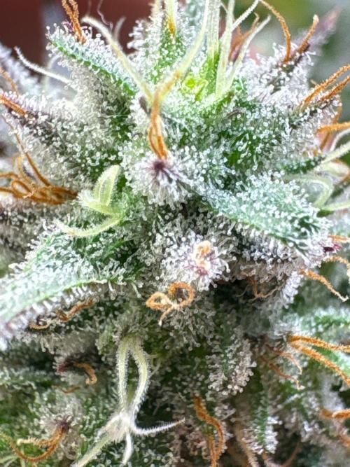 Super Bud Greenhouse Seeds. Week 1