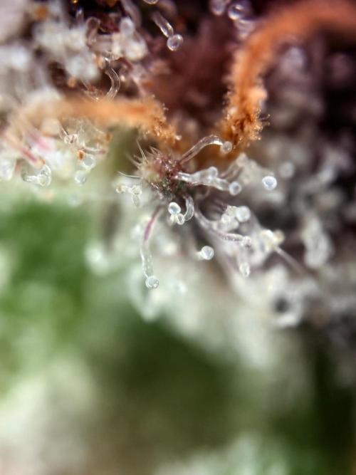 Super Bud Greenhouse Seeds. Week 9