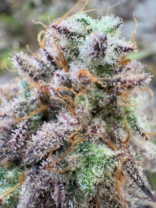 Super Bud Greenhouse Seeds. Week 9