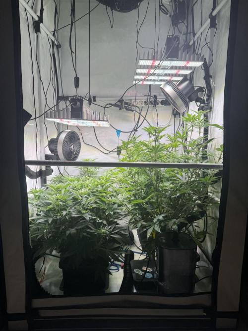 Wintergrow 2025. Week 2 - Day 14