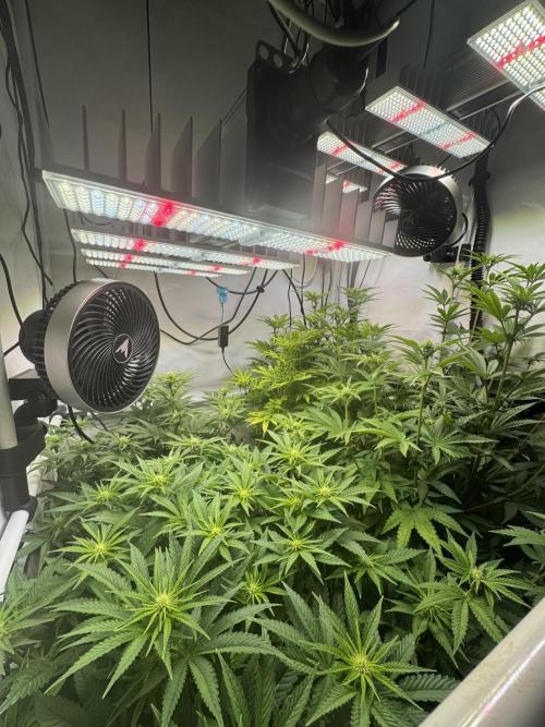 Wintergrow 2025. Week 2