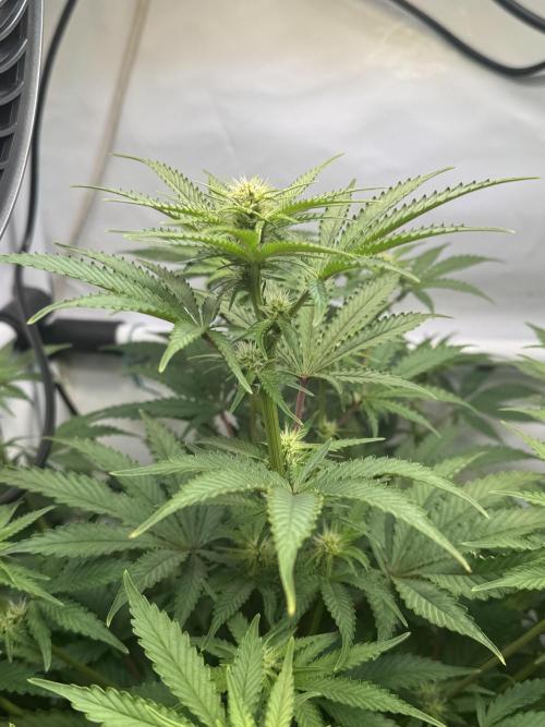 Wintergrow 2025. Week 2 - Blueberry Muffin