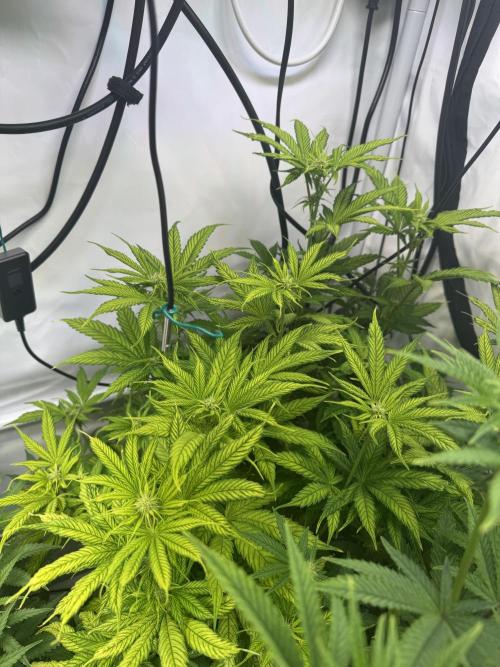 Wintergrow 2025. Week 2 - Poddy mouth