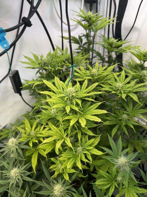 Wintergrow 2025. Week 3 - Poddy mouth 