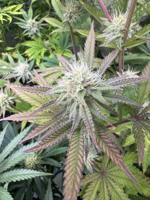 Wintergrow 2025. Week 4 - Die Blueberry cupcake bekommt langsam Herbstfarben und erholt sich langsam.