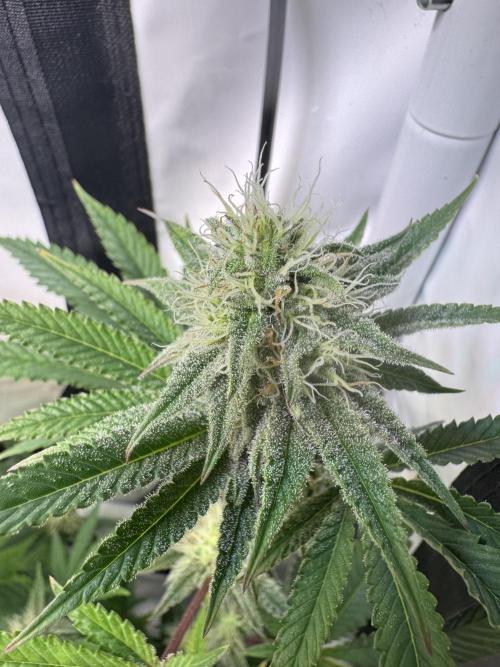 Wintergrow 2025. Week 4