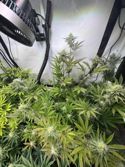 Wintergrow 2025. Week 4 - Man sieht immernoch die auswirkungen durch das erhitzte Reservoir 