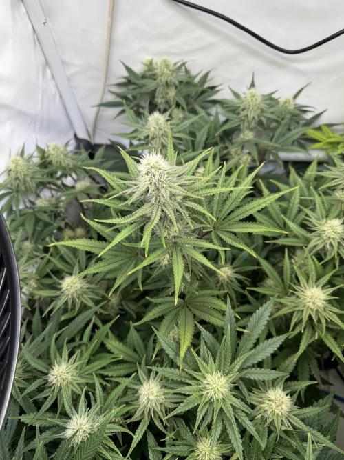 Wintergrow 2025. Week 4 - Blueberry muffin