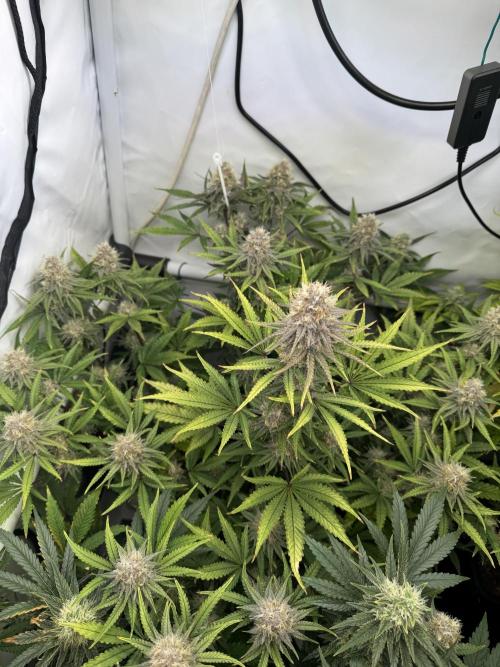 Wintergrow 2025. Week 5 - Blueberry muffin- the buds where bigger 