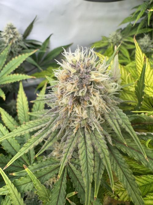 Wintergrow 2025. Week 5 - Sidebud - Blueberry muffin