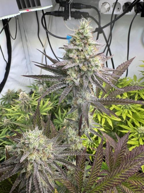 Wintergrow 2025. Week 5 - Blueberry cupcake 