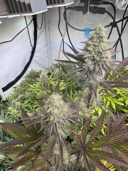 Wintergrow 2025. Week 5 - Blueberry cupcake 