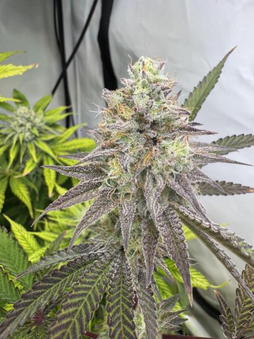 Wintergrow 2025. Week 5 - Blueberry cupcake 