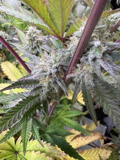 Wintergrow 2025. Week 5 - Blueberry cupcake 