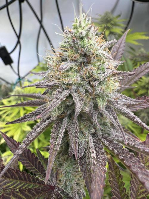 Wintergrow 2025. Week 5 - Blueberry cupcake 