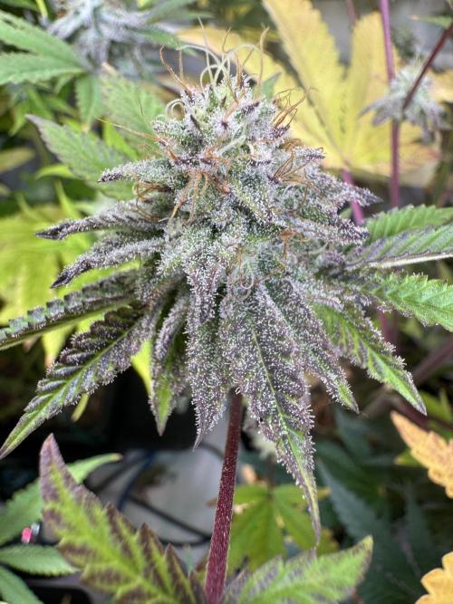 Wintergrow 2025. Week 5 - Blueberry cupcake 