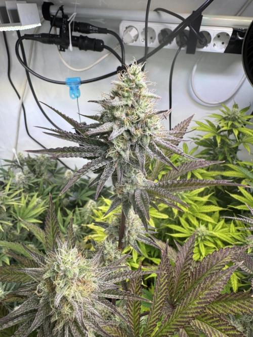 Wintergrow 2025. Week 5 - Blueberry cupcake 