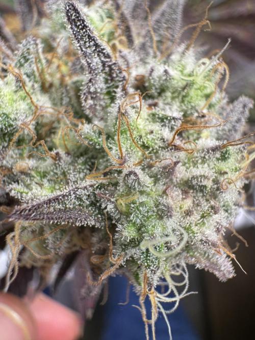 Wintergrow 2025. Week 6 - I don’t know "