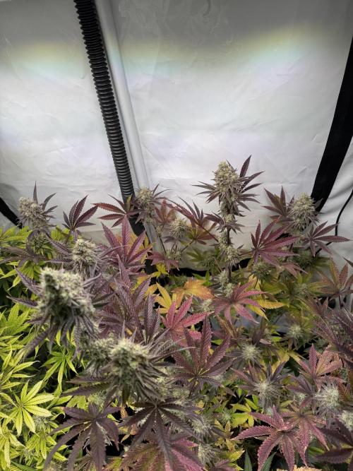 Wintergrow 2025. Week 6 - Blueberry cupcake 