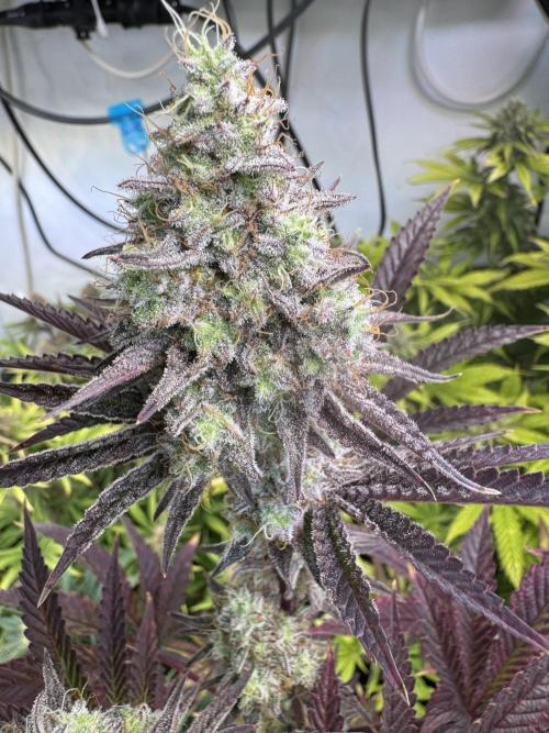 Wintergrow 2025. Week 6 - Blueberry cupcake 