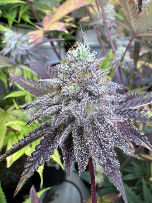 Wintergrow 2025. Week 6 - Blueberry cupcake 